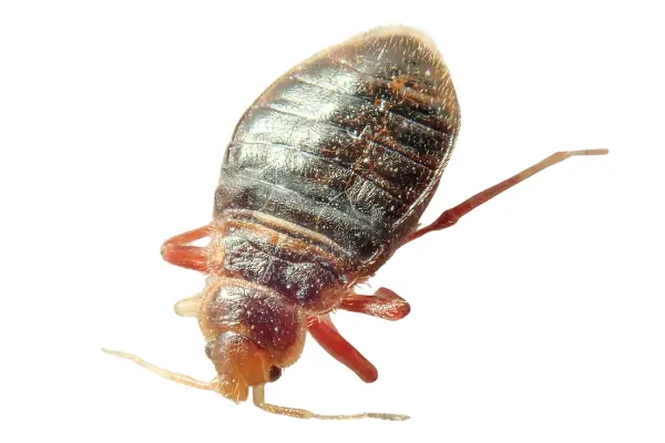 Bed bug on a white background for bed bug pest control in Alameda, the East Bay, and Oakland.