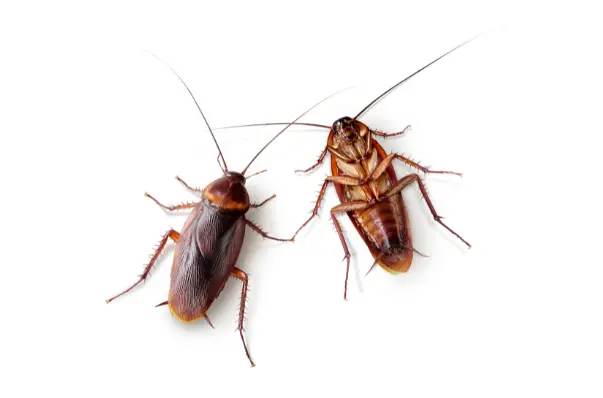 Cockroach on a white background for cockroach pest control in Oakland, Alameda, and the East Bay.