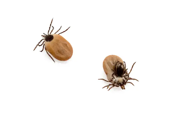 Tick on a white background for flea and tick pest control in the East Bay, Oakland, and Alameda.