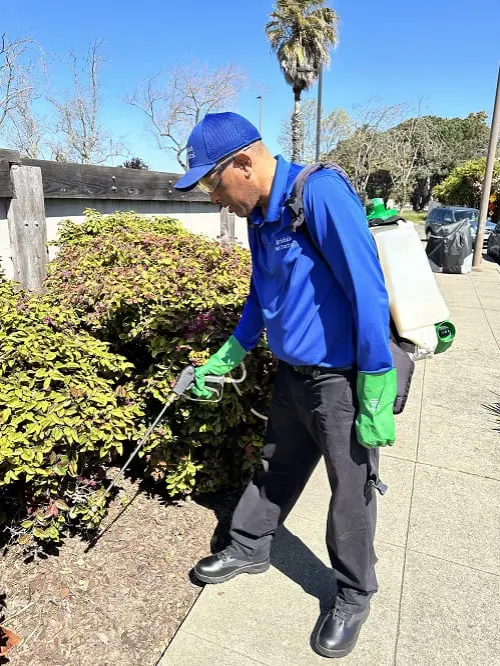 Marichal spraying pest repellent on the side of a yard for effective pest control services.