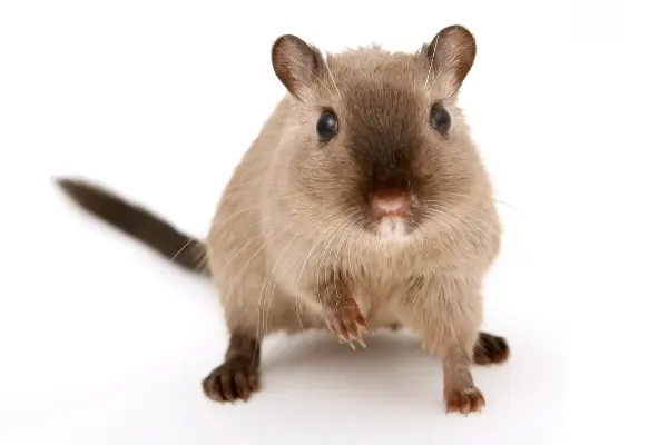 Mouse on a white background for rodent control in Alameda, the East Bay, and Oakland.