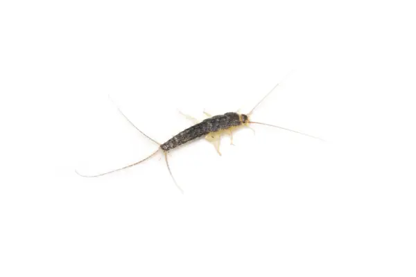 Silverfish on a white background for silverfish pest control in Oakland, Alameda, and the East Bay.