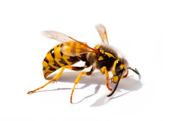 Wasp isolated on white background for wasp and bee pest control in East Bay, Oakland, and Alameda.